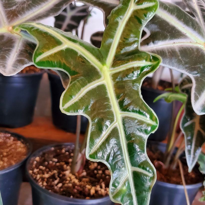 Hopea-alokasia Nobilis (Lehvistö)