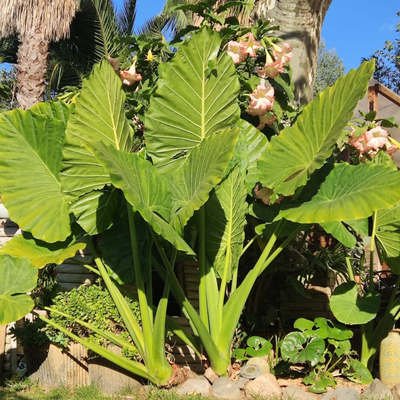 Alokasia - Alocasia odora (Kasvutapa)