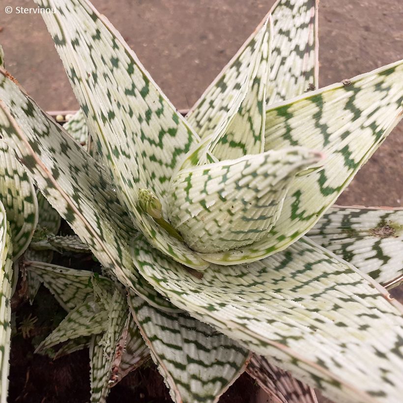 Aloe Delta Lights (Lehvistö)