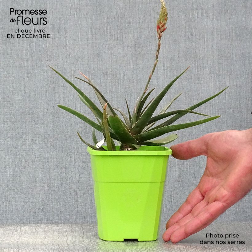 Esimerkki talvella toimitetusta Aloe Safari Sunrise 2 litran/3 litran ruukku-taimesta