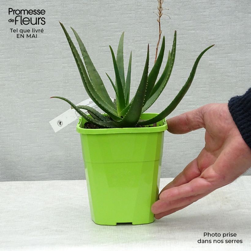Example of Aloe Safari Sunrise Pot de 2L/3L as you get in printemps