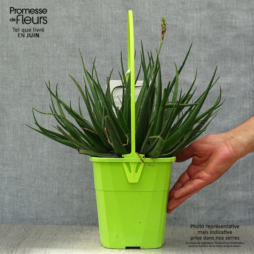 Esimerkki kesällä toimitetusta Aloe Safari Sunrise Ruukku 3L / 4L-taimesta