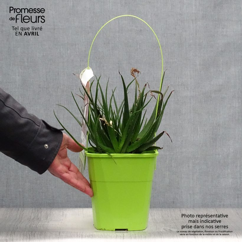 Example of Aloe Safari Sunrise Pot de 3L/4L as you get in printemps