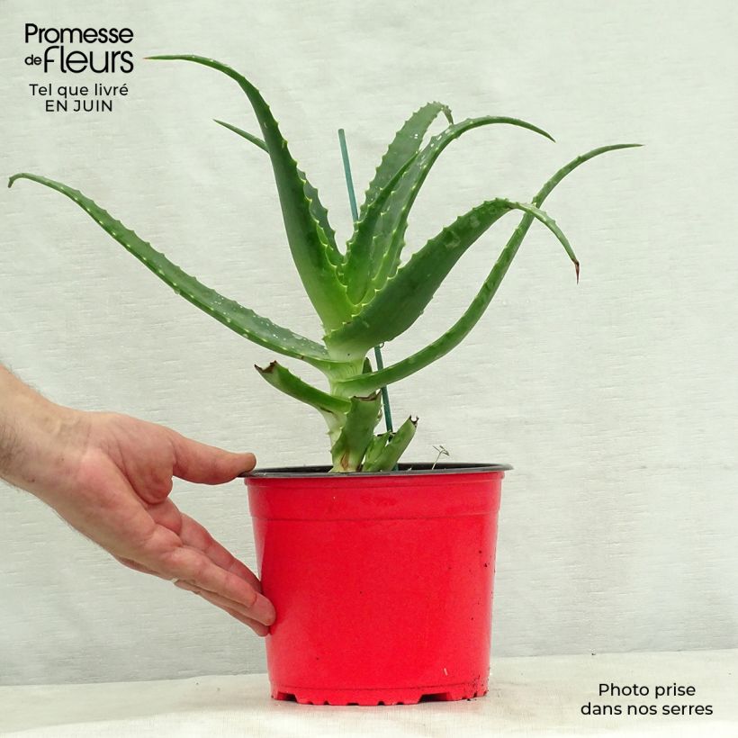 Esimerkki kesällä toimitetusta Rohtoaaloe - Aloe arborescens Ruukku 2L / 3L-taimesta