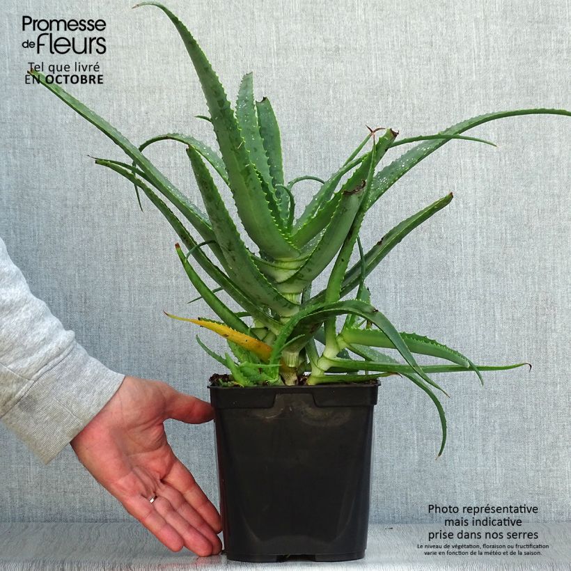 Esimerkki syksyllä toimitetusta Rohtoaaloe - Aloe arborescens 2 litran/3 litran ruukku-taimesta