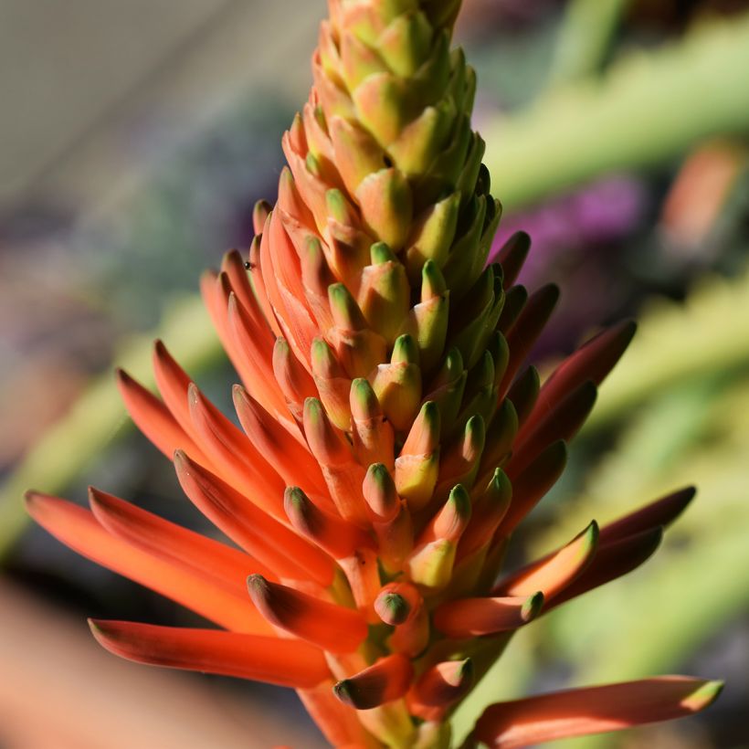 Rohtoaaloe - Aloe arborescens (Kukinta)