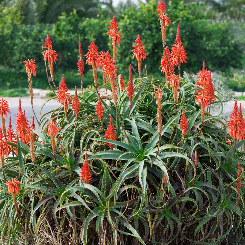 Rohtoaaloe - Aloe arborescens (Kasvutapa)