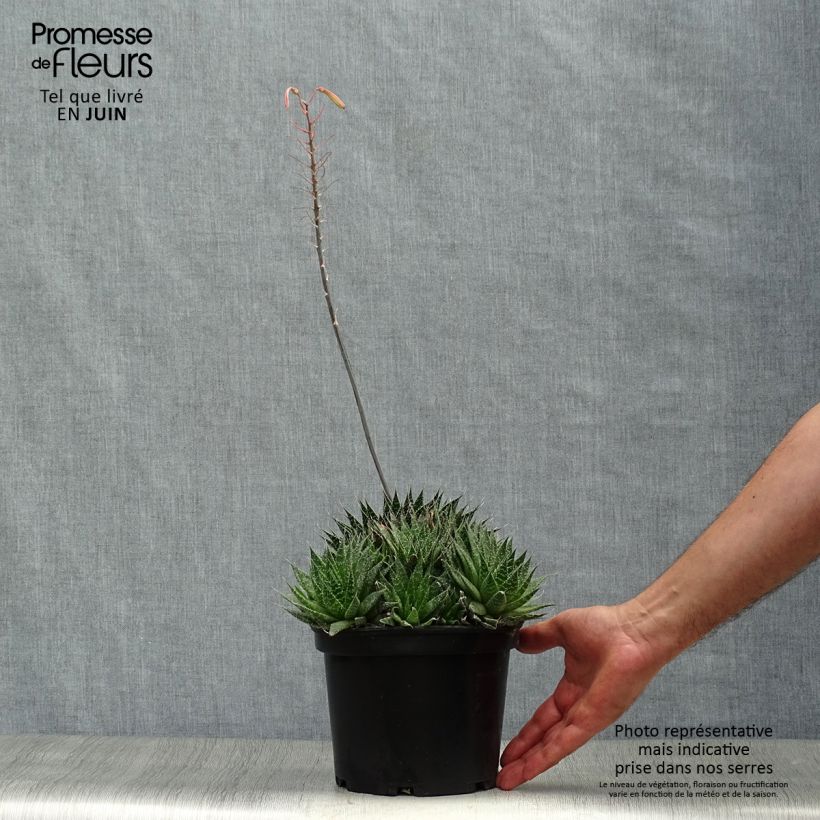 Esimerkki kesällä toimitetusta Suka-aaloe - Aloe aristata Pot de 2L/3L-taimesta