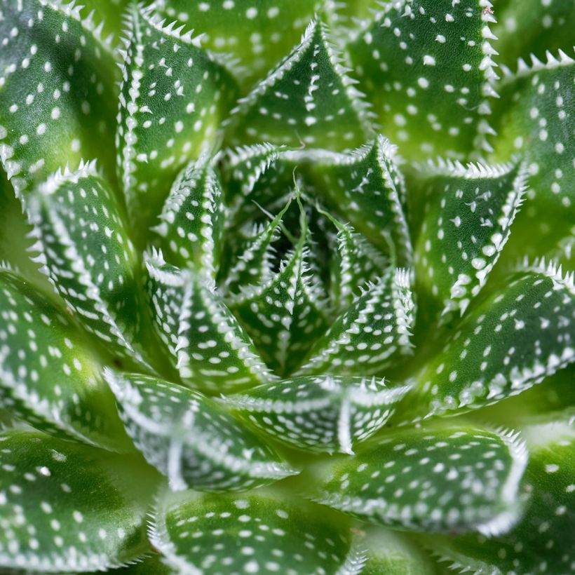 Suka-aaloe - Aloe aristata (Lehvistö)