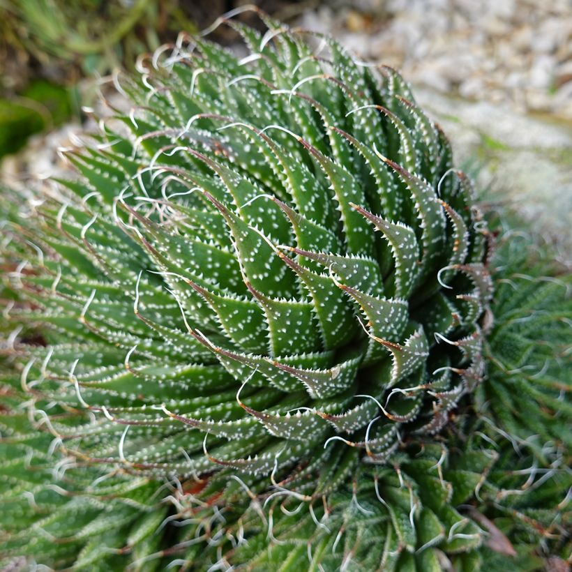 Suka-aaloe - Aloe aristata (Kasvutapa)