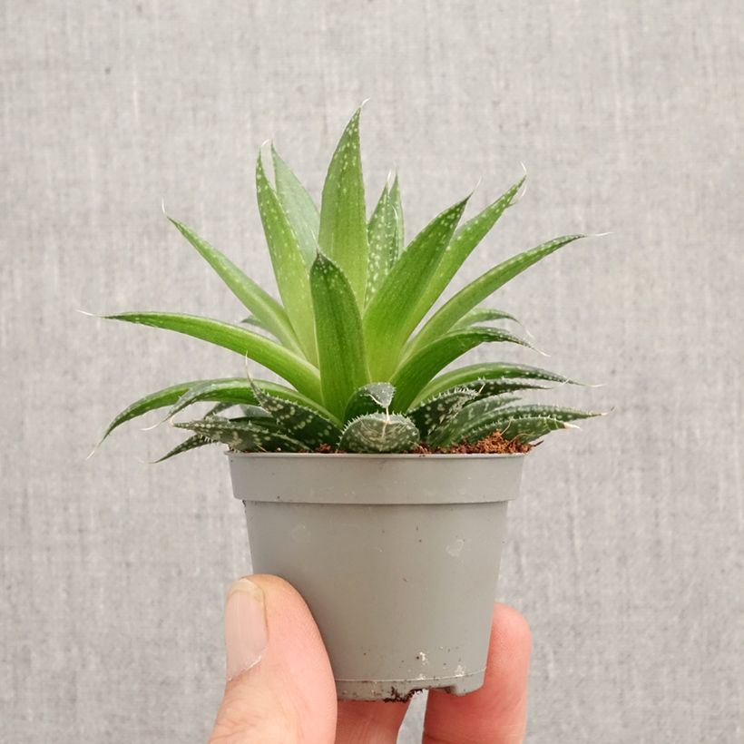 Esimerkki keväällä toimitetusta Suka-aaloe - Aloe aristata Mini-plante-taimesta