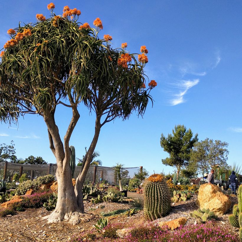 Aloe barberae (Kasvutapa)