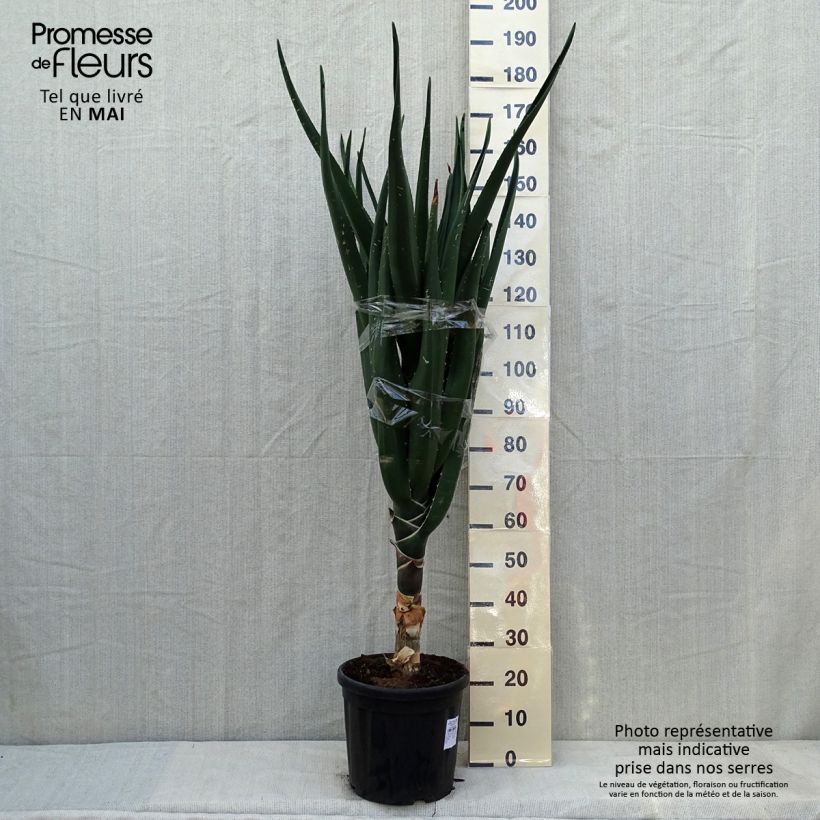 Esimerkki kesällä toimitetusta Aloe barberae Pot de 7,5L/10L-taimesta