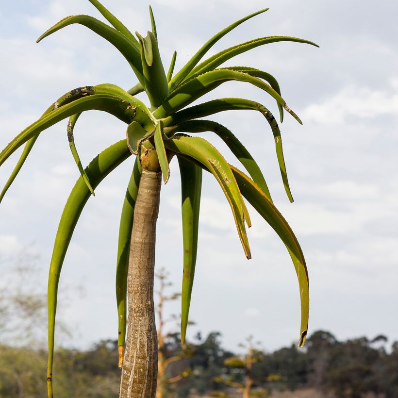 Aloe barberae (Lehvistö)