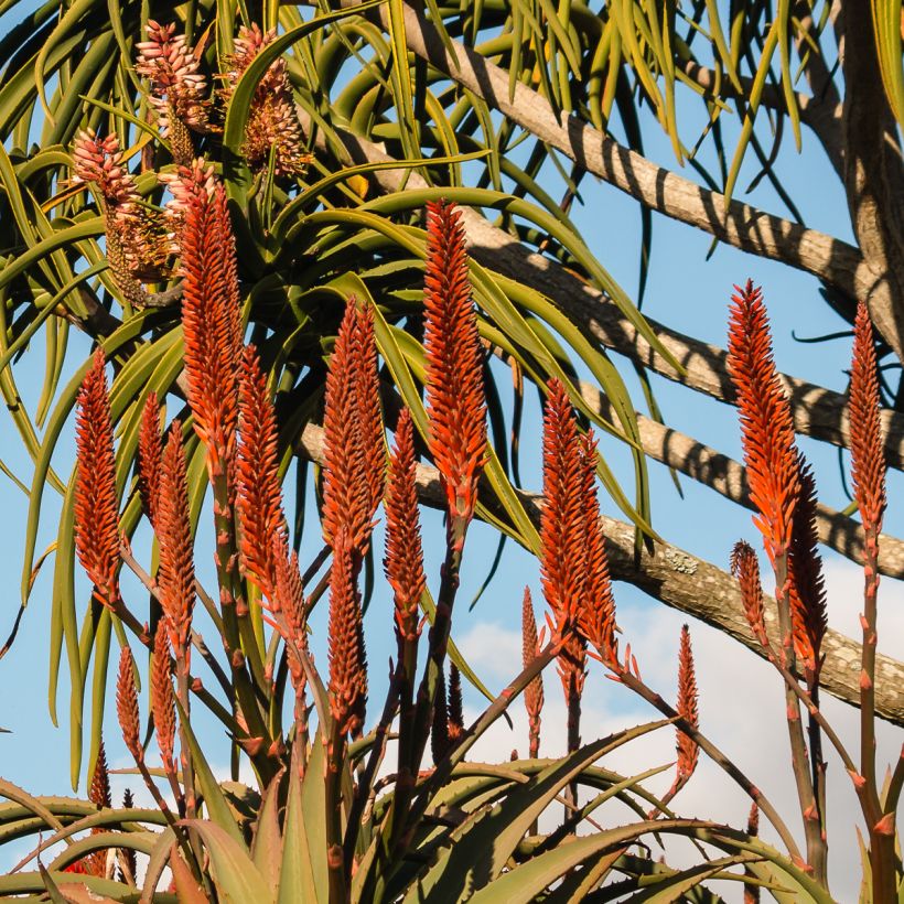 Aloe barberae (Kukinta)