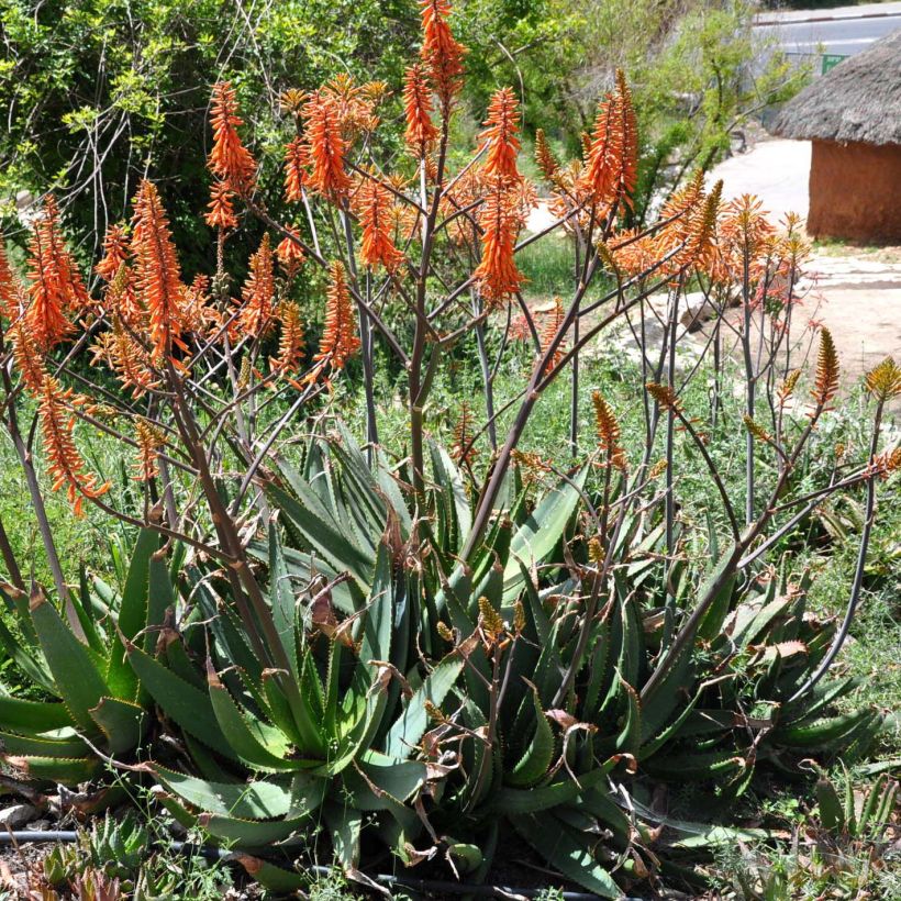 Mätäsaaloe - Aloe brevifolia (Kukinta)