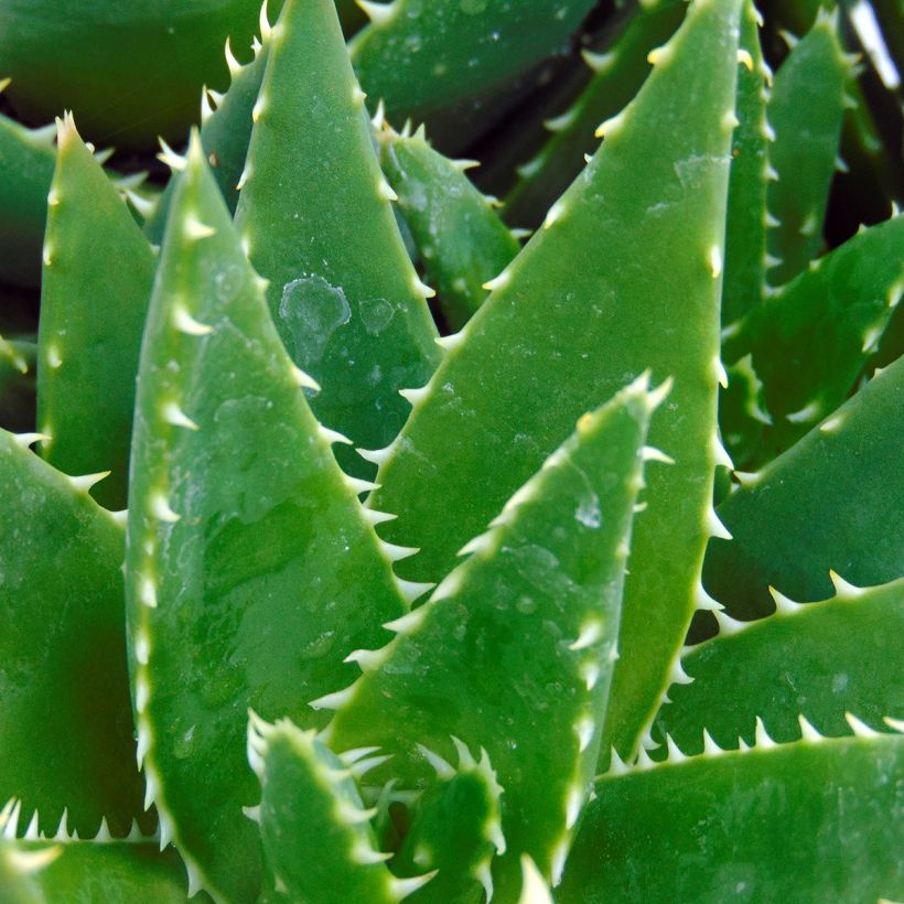 Mätäsaaloe - Aloe brevifolia (Lehvistö)