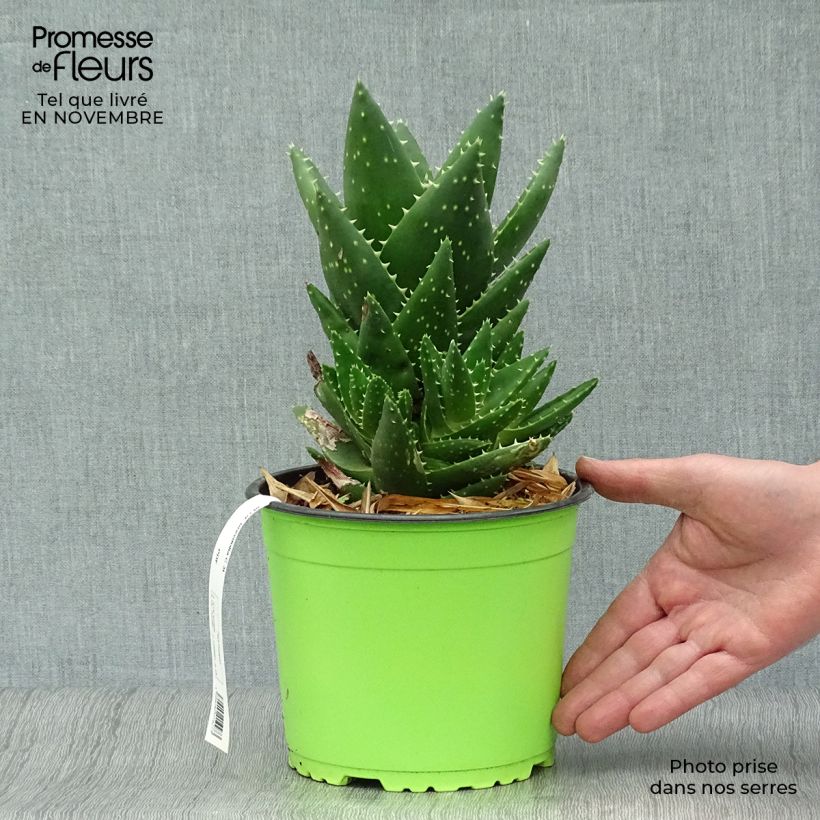 Esimerkki syksyllä toimitetusta Mätäsaaloe - Aloe brevifolia 2 litran/3 litran ruukku-taimesta