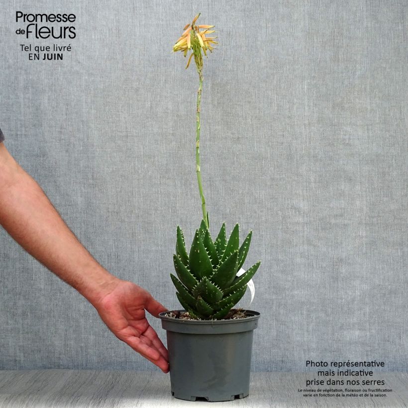 Esimerkki kesällä toimitetusta Mätäsaaloe - Aloe brevifolia Pot de 2L/3L-taimesta
