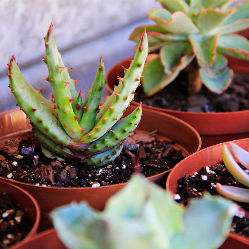 Aloe conifera Twirl (Kasvutapa)