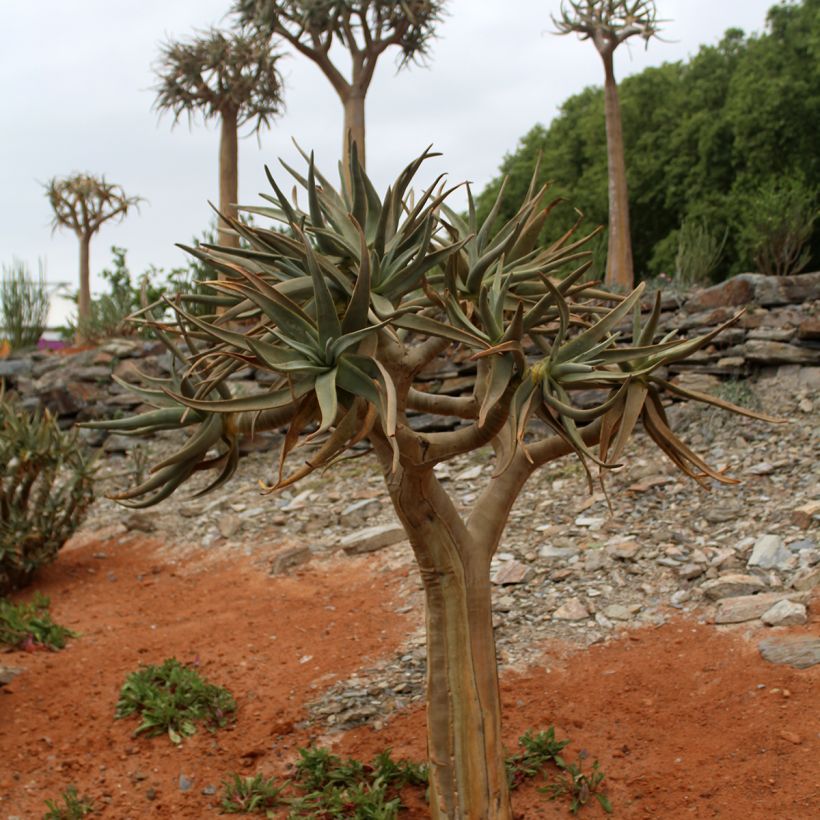 Kapinaaloe - Aloe dichotoma (Kasvutapa)