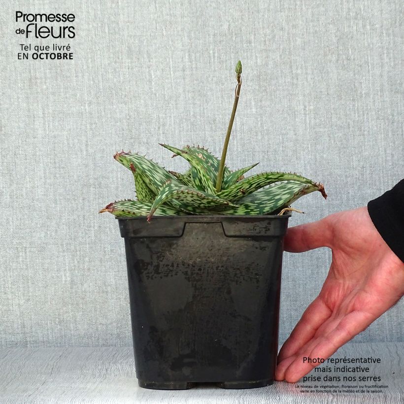 Esimerkki syksyllä toimitetusta Aloe harlana 3 litran/4 litran ruukku-taimesta