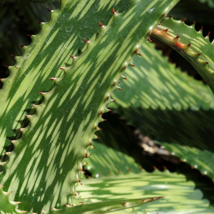 Aloe harlana (Lehvistö)