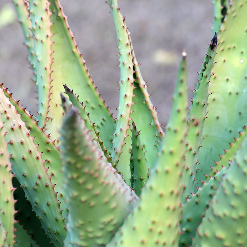 Aloe marlothii (Lehvistö)