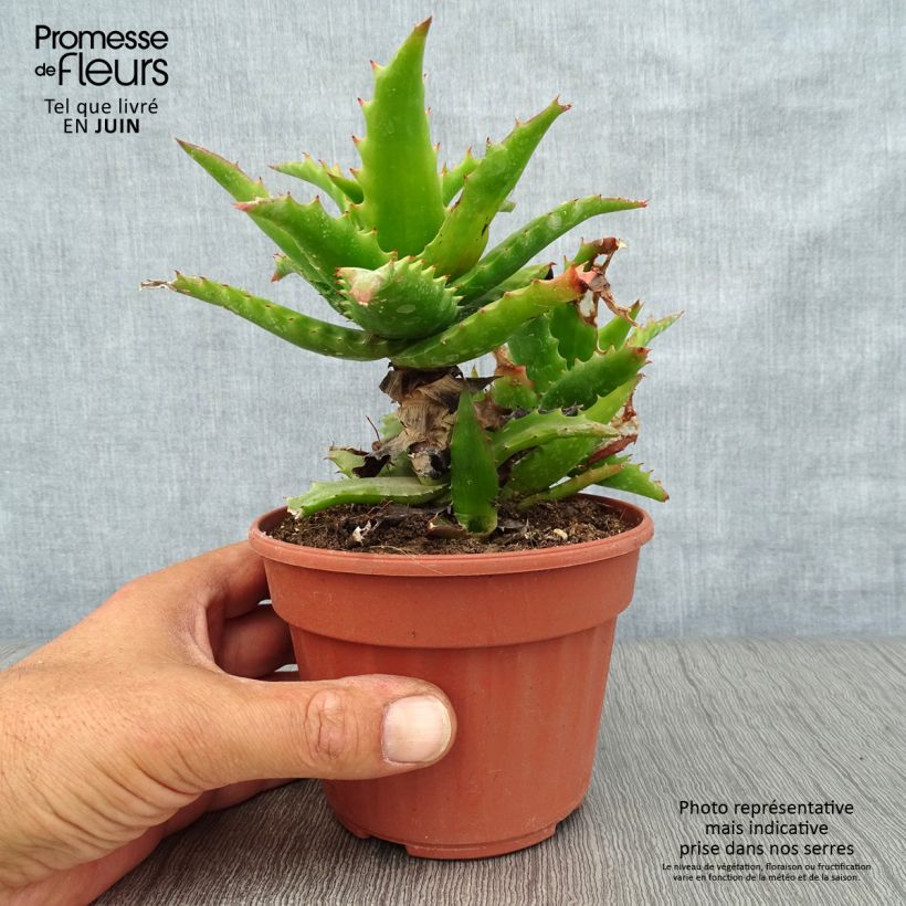 Esimerkki kesällä toimitetusta Aloe morogoroensis Pot de 12 cm / 13 cm-taimesta