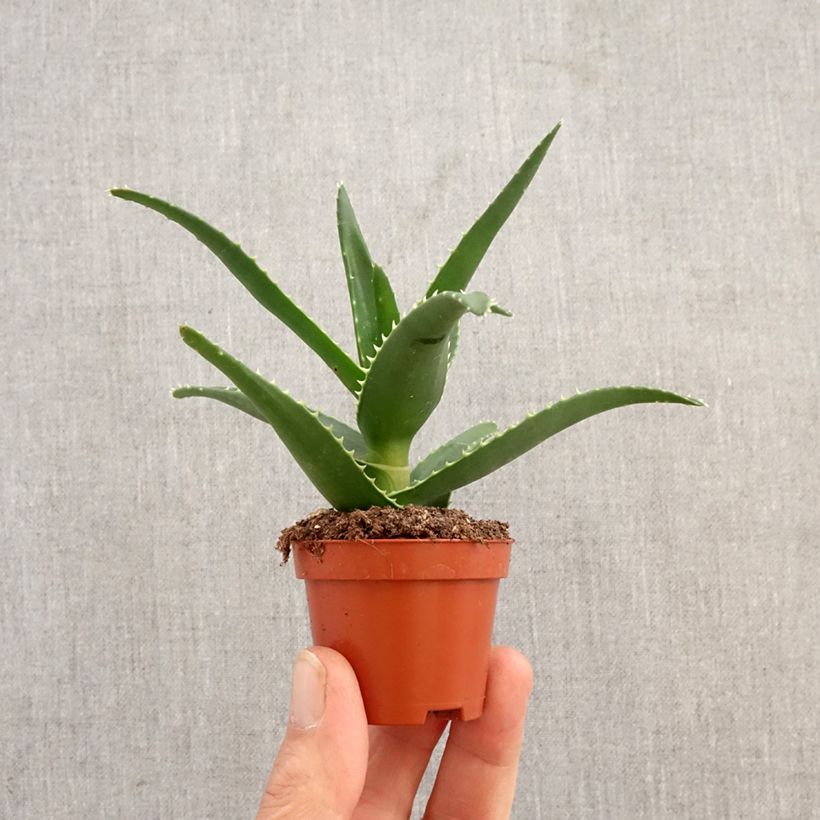 Esimerkki keväällä toimitetusta Kynsiaaloe - Aloe perfoliata Mini-plante-taimesta