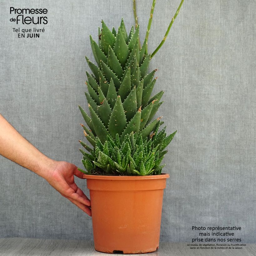 Esimerkki kesällä toimitetusta Kynsiaaloe - Aloe perfoliata Pot de 7,5L/10L-taimesta