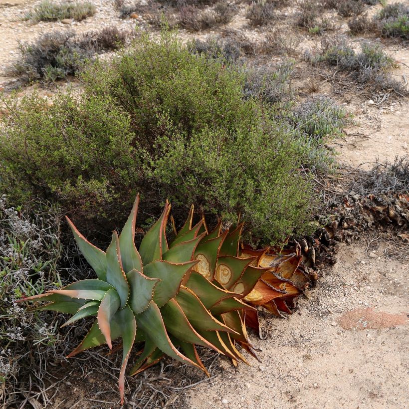 Kynsiaaloe - Aloe perfoliata (Kasvutapa)