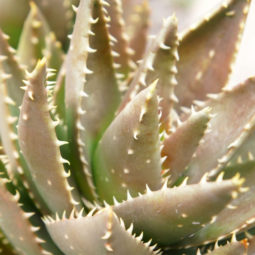 Kynsiaaloe - Aloe perfoliata (Lehvistö)