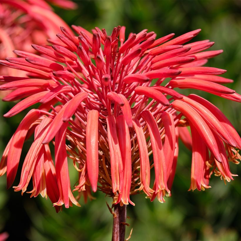 Kynsiaaloe - Aloe perfoliata (Kukinta)