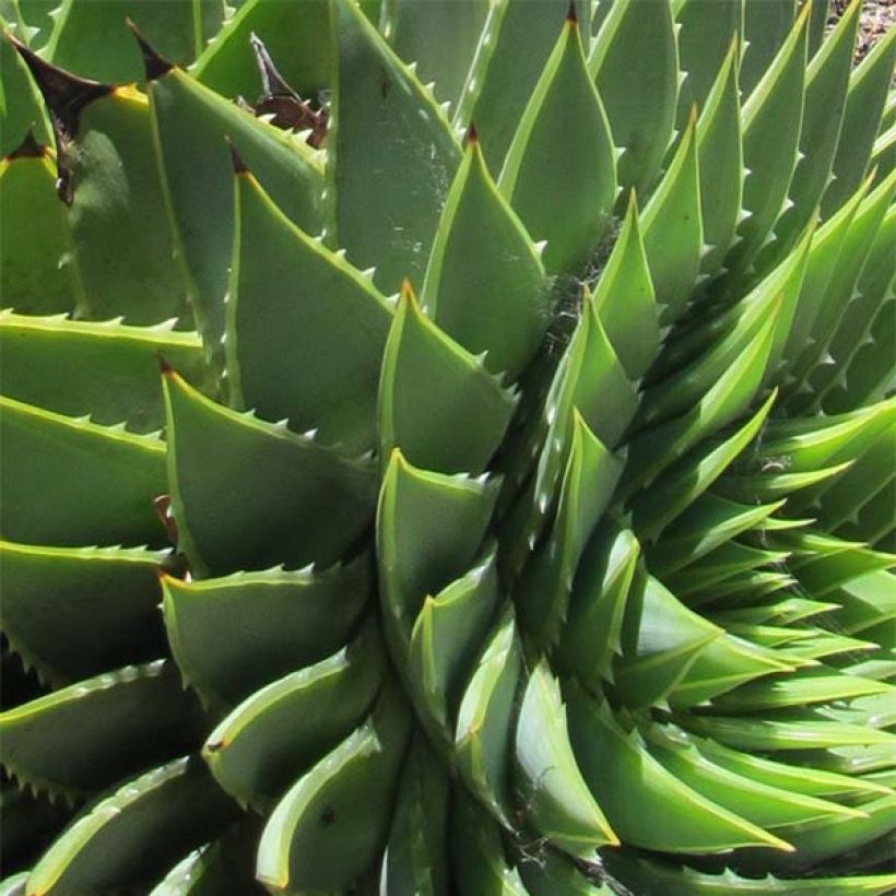 Pyörreaaloe - Aloe polyphylla (Lehvistö)