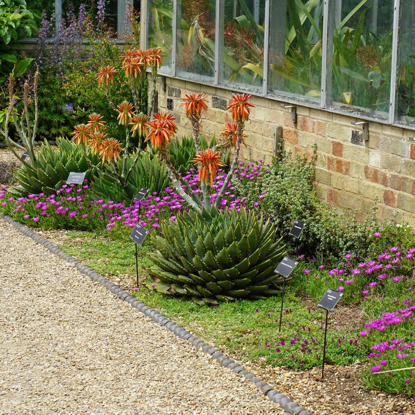 Pyörreaaloe - Aloe polyphylla (Kasvutapa)