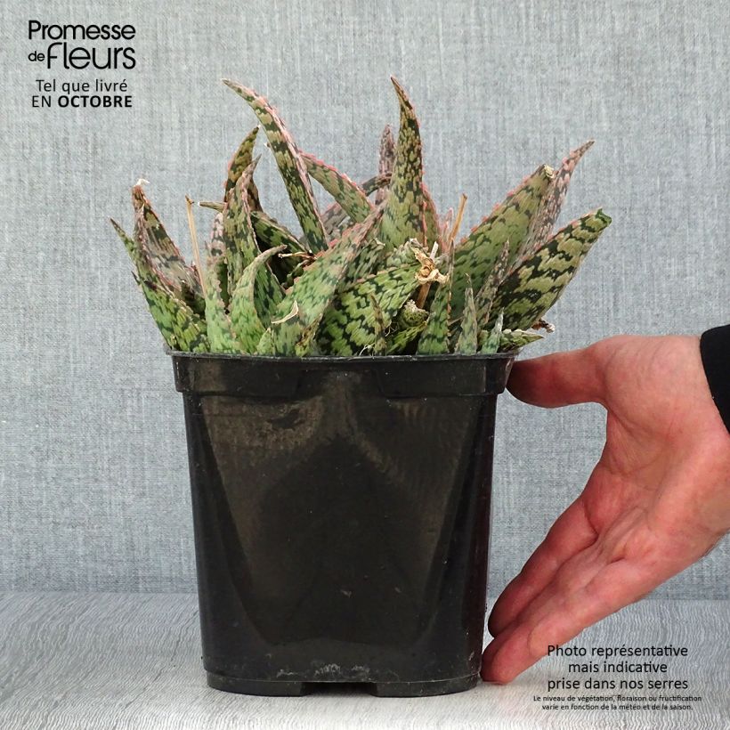 Esimerkki syksyllä toimitetusta Aloe rauhii Cleopatra 2 litran/3 litran ruukku-taimesta