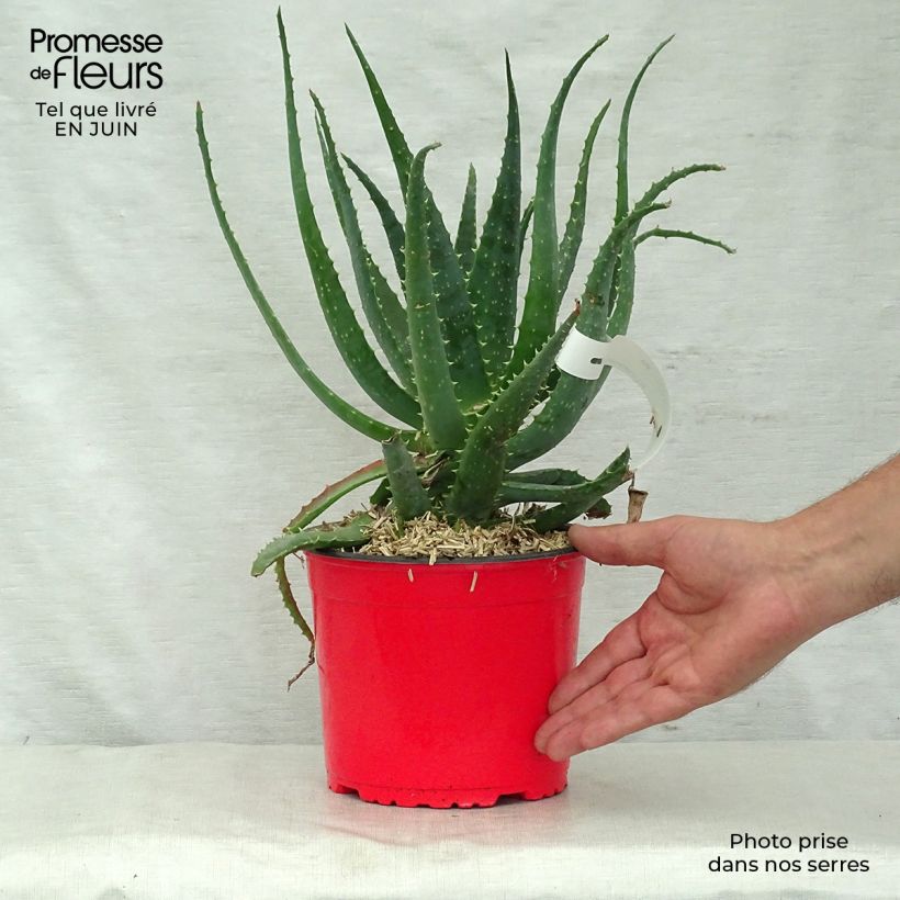 Esimerkki kesällä toimitetusta Aloe x spinosissima Pot de 2L/3L-taimesta