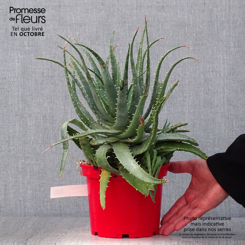 Esimerkki syksyllä toimitetusta Aloe x spinosissima 2 litran/3 litran ruukku-taimesta