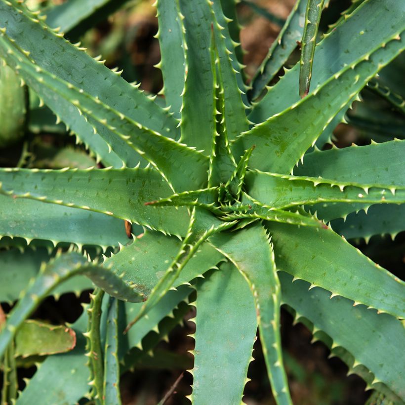 Aloe x spinosissima (Lehvistö)