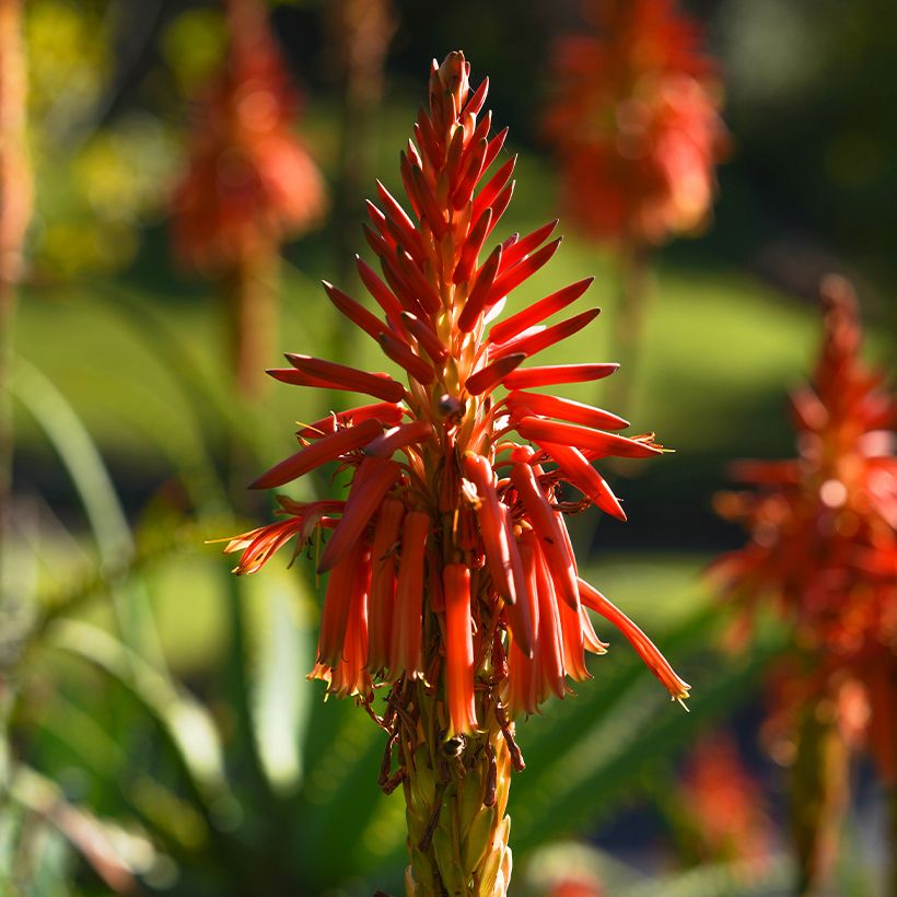 Aloe x spinosissima (Kukinta)