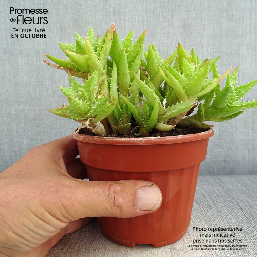 Esimerkki syksyllä toimitetusta Aloe squarrosa 12 cm / 13 cm ruukku-taimesta