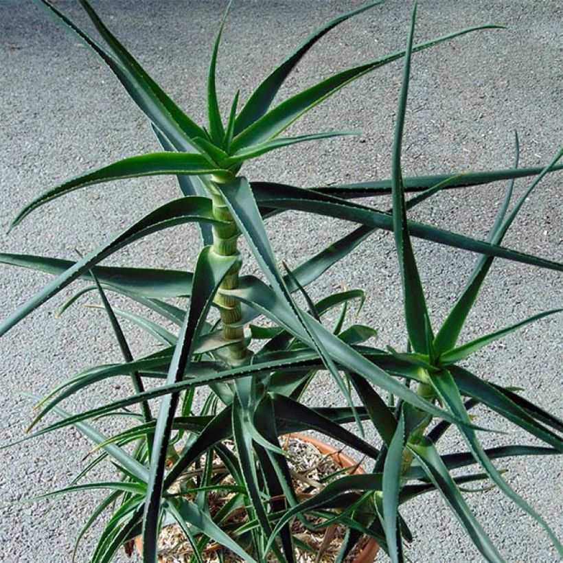 Aloe striatula (Kasvutapa)