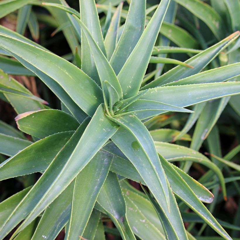 Aloe striatula (Lehvistö)