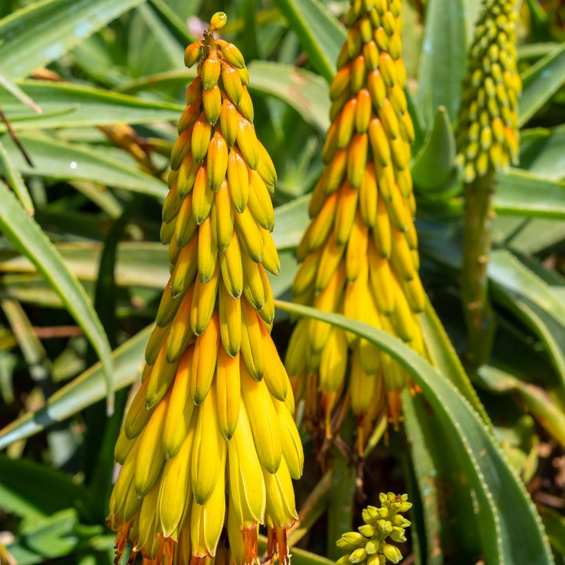 Aloe striatula (Kukinta)