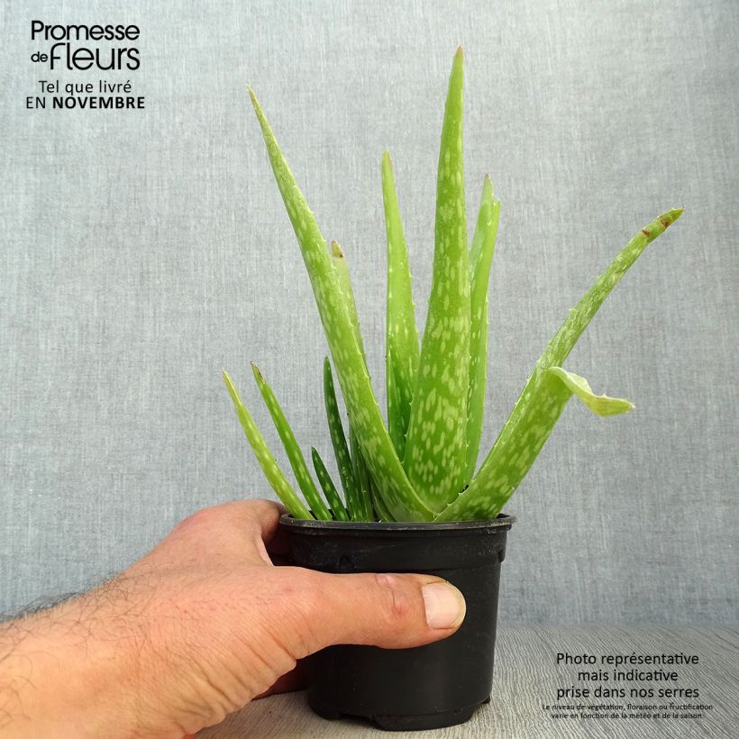 Esimerkki syksyllä toimitetusta Lääkeaaloe - Aloe vera 7/8 cm taimiruukku-taimesta