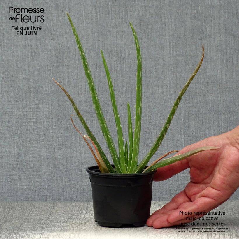 Esimerkki kesällä toimitetusta Lääkeaaloe - Aloe vera Taimiruukku 7/8 cm-taimesta