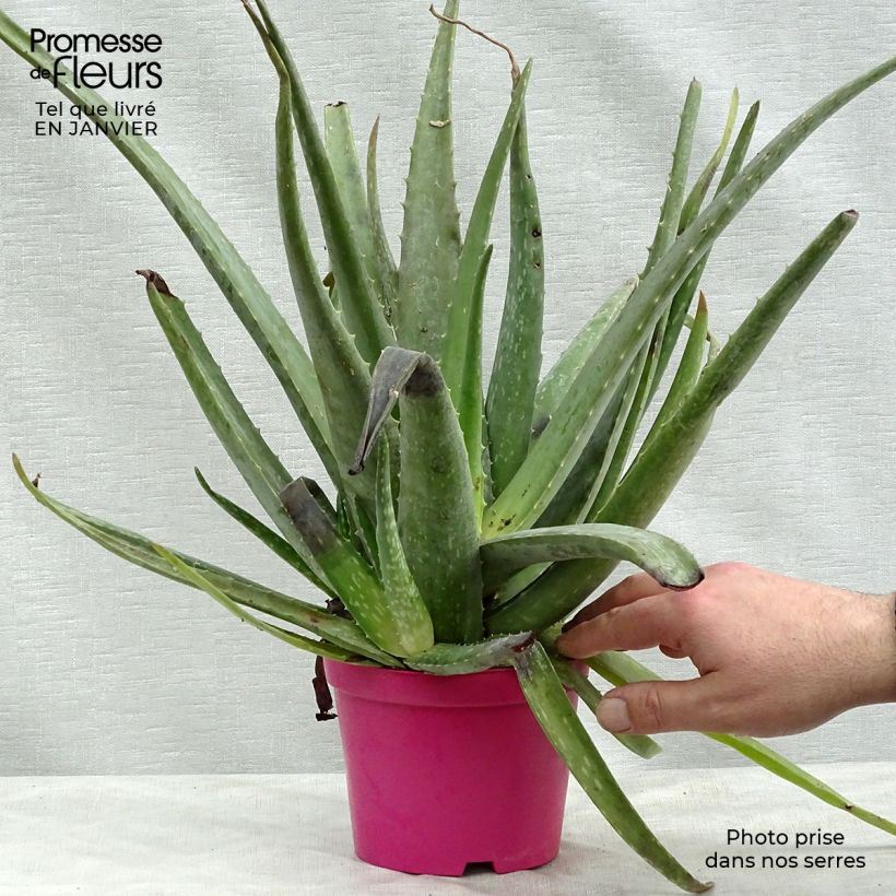 Esimerkki talvella toimitetusta Lääkeaaloe - Aloe vera Ruukku 12 cm / 13 cm-taimesta