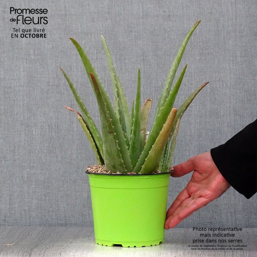 Esimerkki syksyllä toimitetusta Lääkeaaloe - Aloe vera 2 litran/3 litran ruukku-taimesta