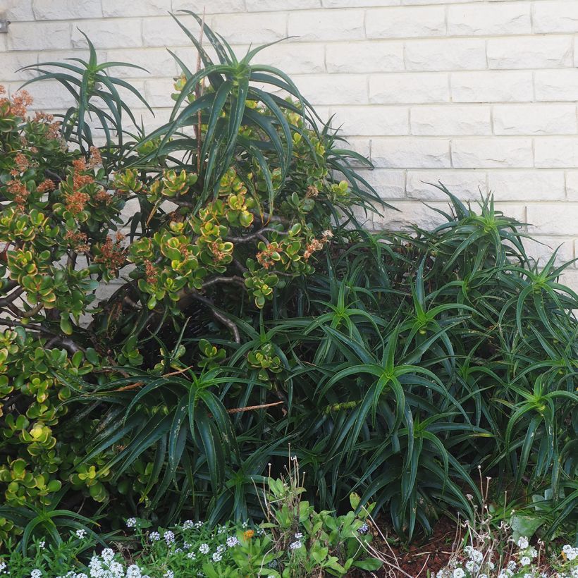 Aloe striatula ArticJungle (Kasvutapa)
